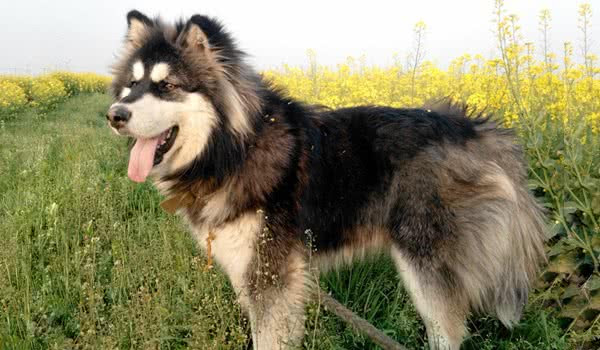阿拉斯加雪撬犬 宠物犬 萌狗网