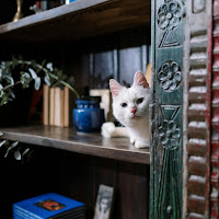 What It Really Means When Your Cat Prefers You Over Hiding Spots
