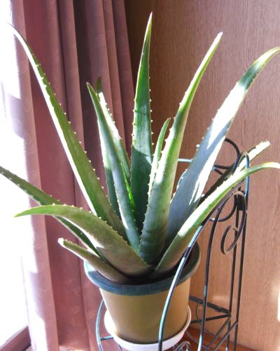 アロエ栽培日記 露地植えの育て方