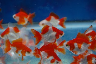 新しく金魚を買ってきたら 金魚到着後 放流までの手順 京阪錦鯉センター