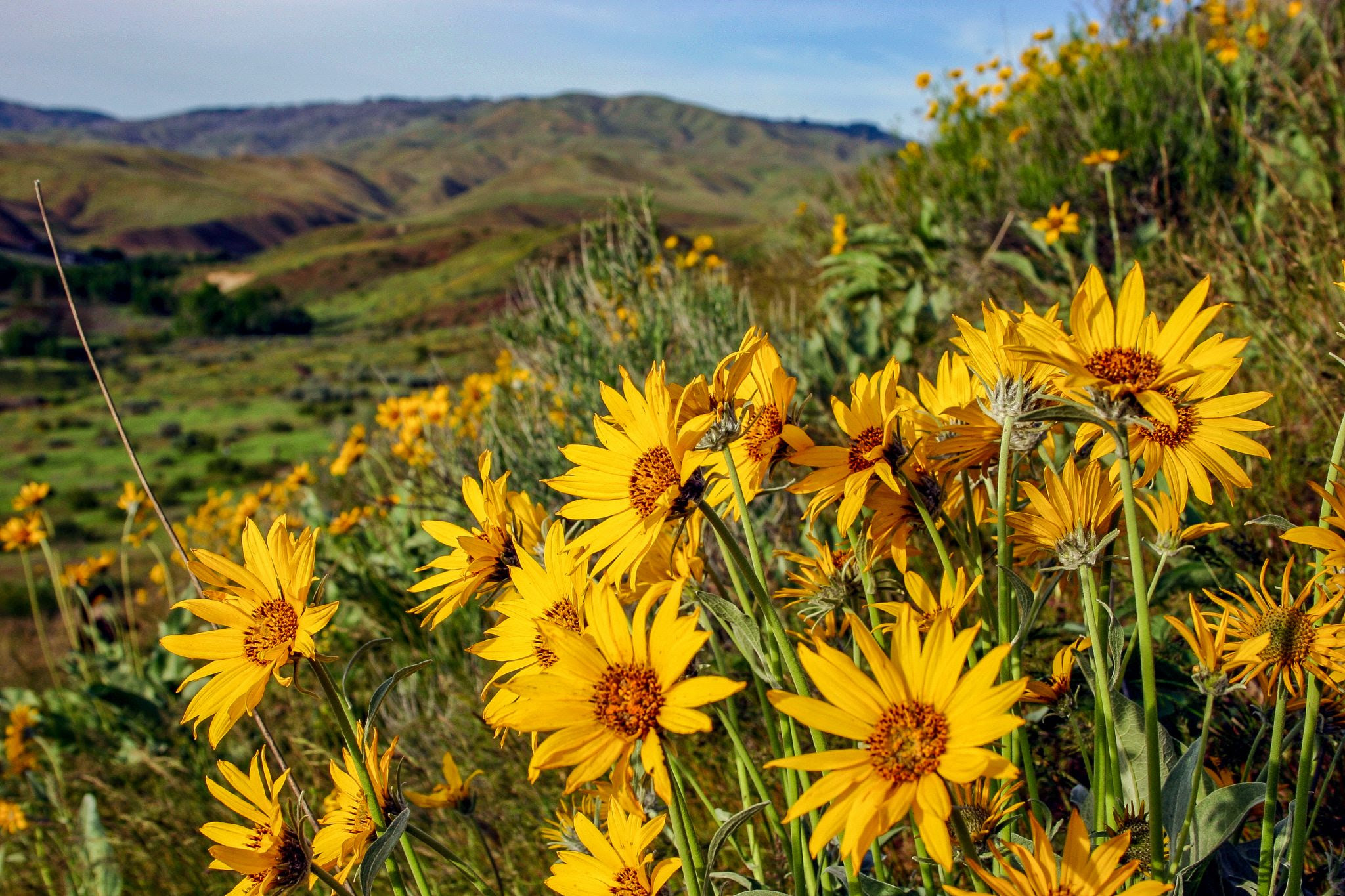 wildflowers in the Boise foothills, Idaho, near downtown Boise - Ashley