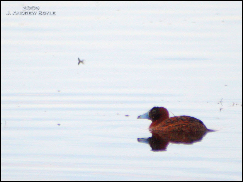 Masked Duck