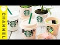 [新しいコレクション] スタバ プリン カップ 275669