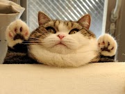 35 Top Inspirasi Fat Cats Funny Faces