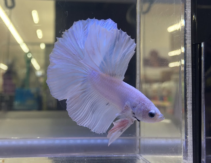 ベタ ウーパールーパー 水草新情報 お勧め商品 熱帯魚ショップ セルバス川口店
