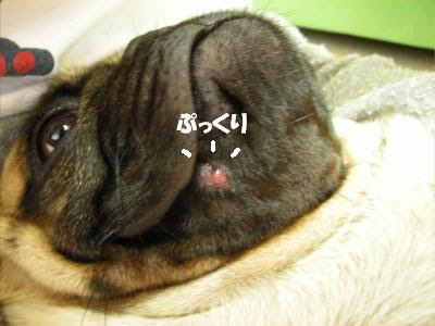 パグ犬 テン坊のまったりｄａｙｓ ニキビ
