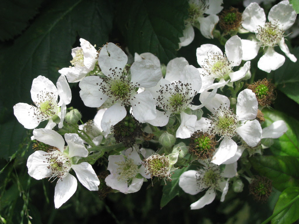 blackberry flowers