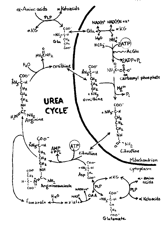 urea cycle account