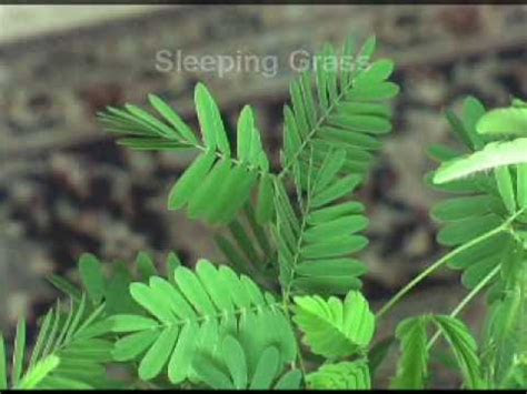 Since the leaflets close up fast enough to observe in real time, . Mimosa Pudica - The Sensitive Plant - YouTube