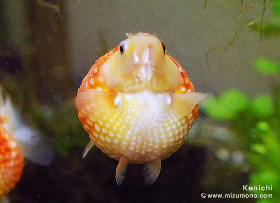 小さくてまん丸のかわいかった金魚が こがねうを見聞帳 熱帯魚のことなら みずものコム