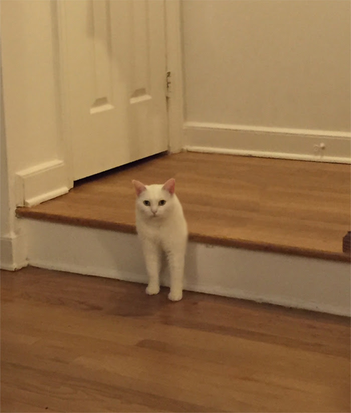 Two-legged Cat
