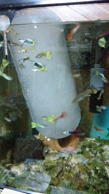 ペットボトルに水を入れて凍らせたものを水槽に入れたら 熱帯魚が集 写真共有サイト フォト蔵