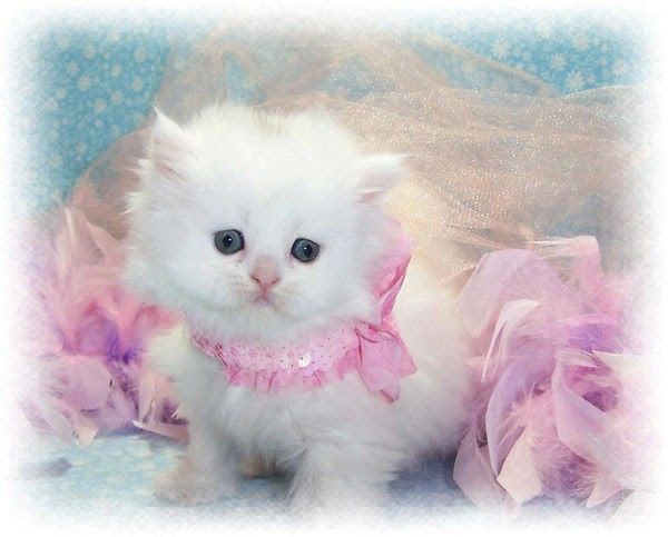 Jolie Chaton Blanc