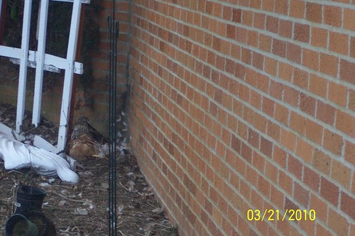 hawk2