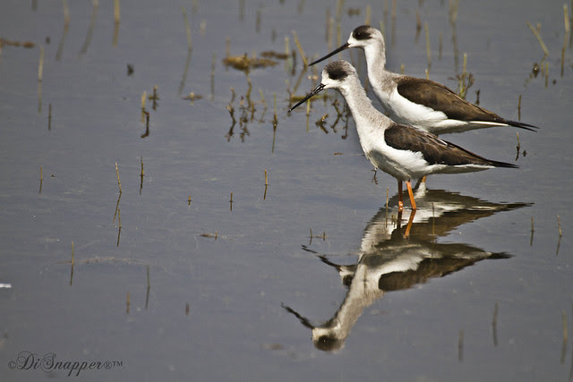 Couple of Stilts at Vadhawana wet lands located 50kms from Vadodara