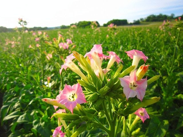 タバコ畑は花畑 富来の風景 能登の風景