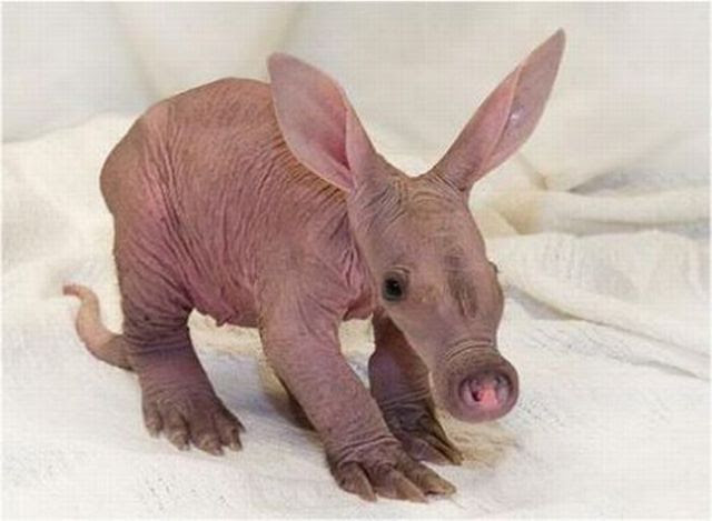 Ugly but Cute Baby Animals (55 pics)