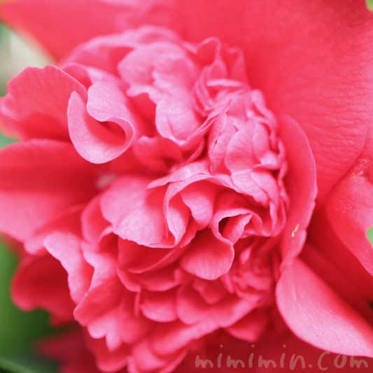 ツバキ 椿 の花の写真 ツバキの花言葉 みみみんブログ