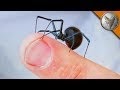 Black Widow Spider Bite Fatal - U S Poisonous Spiders Black Widow Brown Recluse Hobo Dengarden / Black widow spider bites often are painful right away.