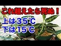 √1000以上 ジュエルオーキッド 育て方 温度 233342-ジュエルオーキッド 育て方 温度