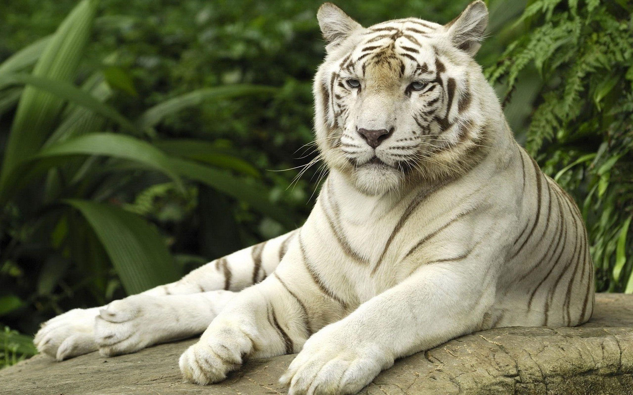 Free White Tiger Wallpapers Wallpaper Cave Free White Tiger Wallpapers Wallpaper Cave