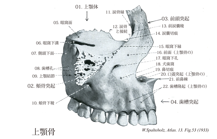 Terminologia Anatomica Ta に基づく解剖学