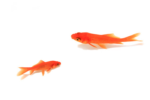 夏祭りの金魚 気まぐれ爺の トンボ人生