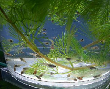 グッピー稚魚のお引越し 私と小さな生き物たち 楽天ブログ