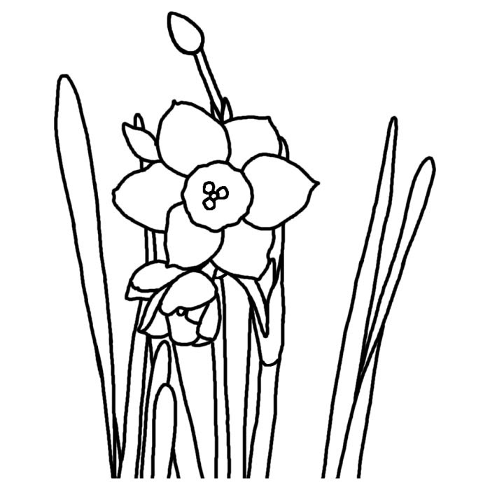 スイセン 水仙 白黒 福井県の花 都道府県の木 花 鳥イラスト素材