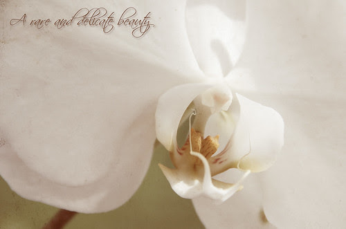 Lanai orchid by jpbeth