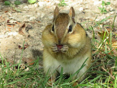 Greedy chipmunk