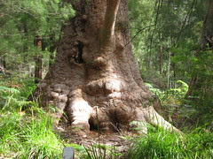 Tingle tree trunk