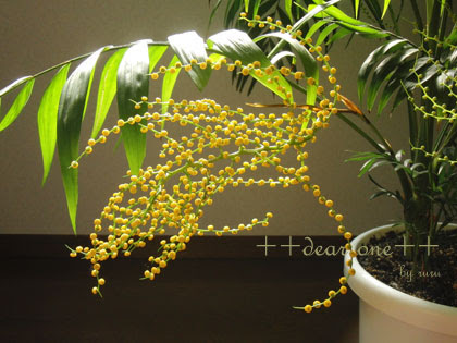 2 ページ目 観葉植物のテーブルヤシの育て方 植え替え 剪定の時期や方法