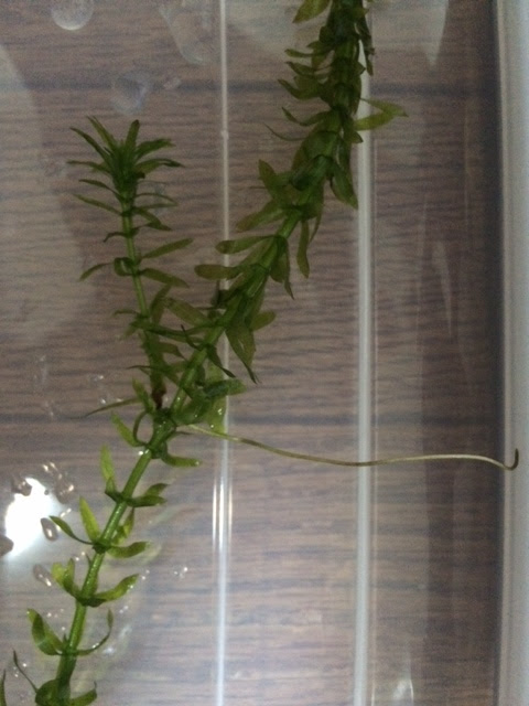 最強水草アナカリスを紹介してみる Solalias