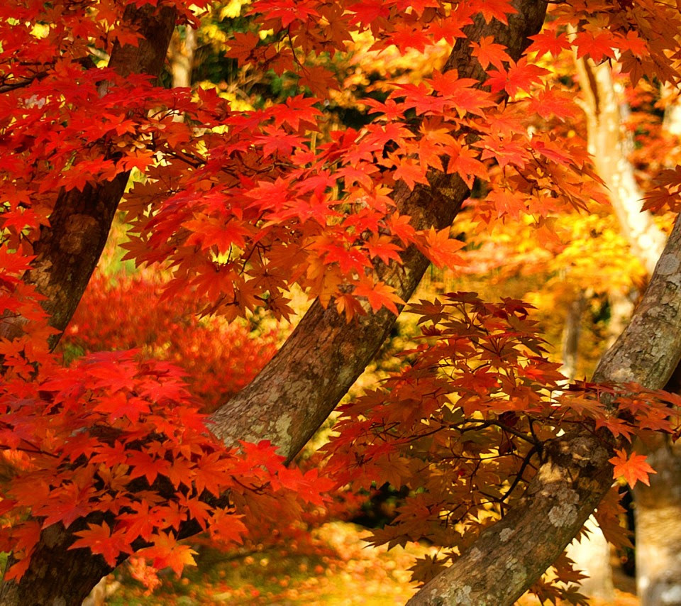 壁紙 紅葉の風景のスマホ壁紙960x854 Autumn Leaves 012 Jpg 壁紙box