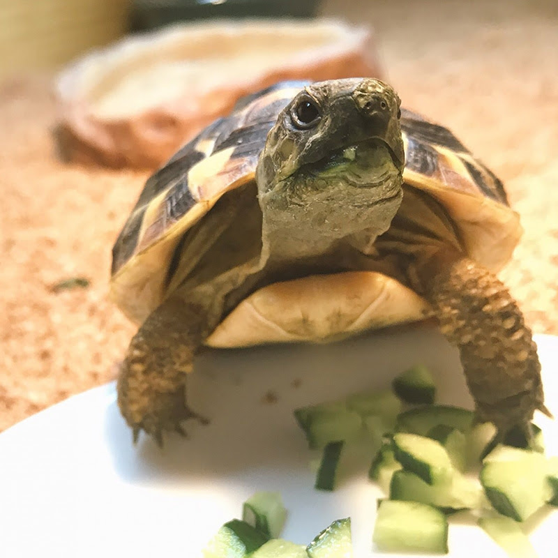 ヘルマンリクガメを飼ってみたい 特徴や飼育のポイントについて紹介