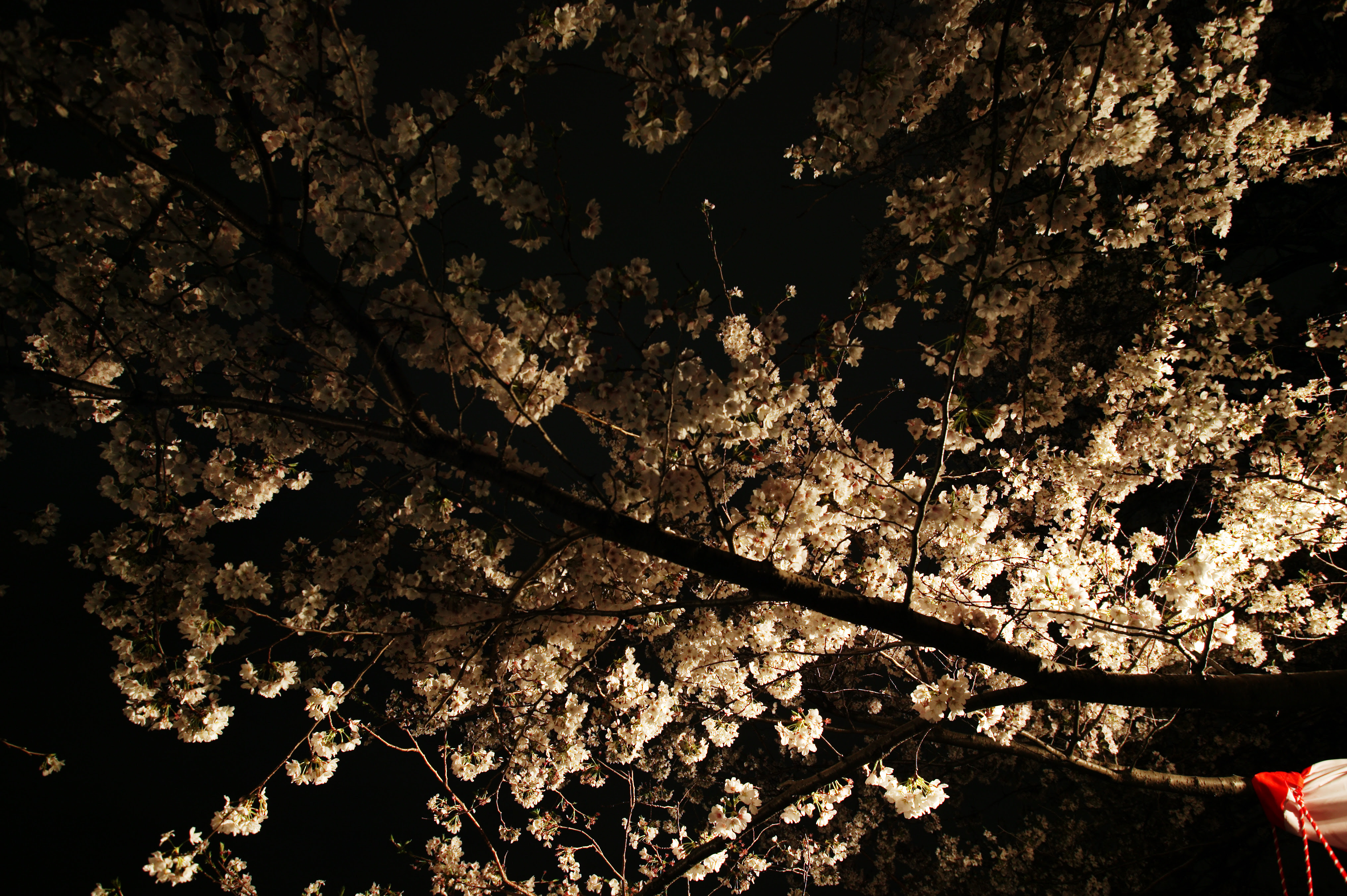 ゆんフリー写真素材集 No 2394 夜桜の輝き 日本 東京