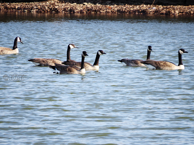 IMG_0473cps Canada Geese