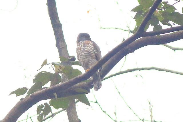鳳頭蒼鷹
