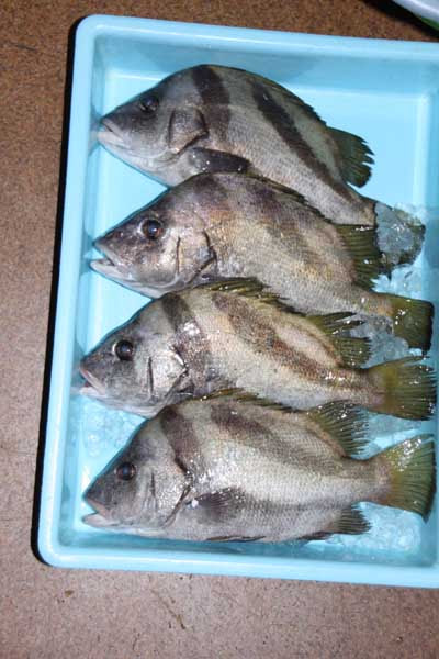 ヒゲソリダイ 三河湾徘徊記
