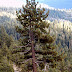 How Much Does It Cost To Trim A Pine Tree