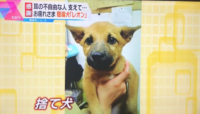 特定非営利活動法人mamieマミー 聴覚障害と聴導犬を考える