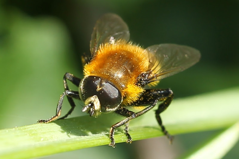 finds was this narcissus bulb fly  Merodon equestris . These flies 