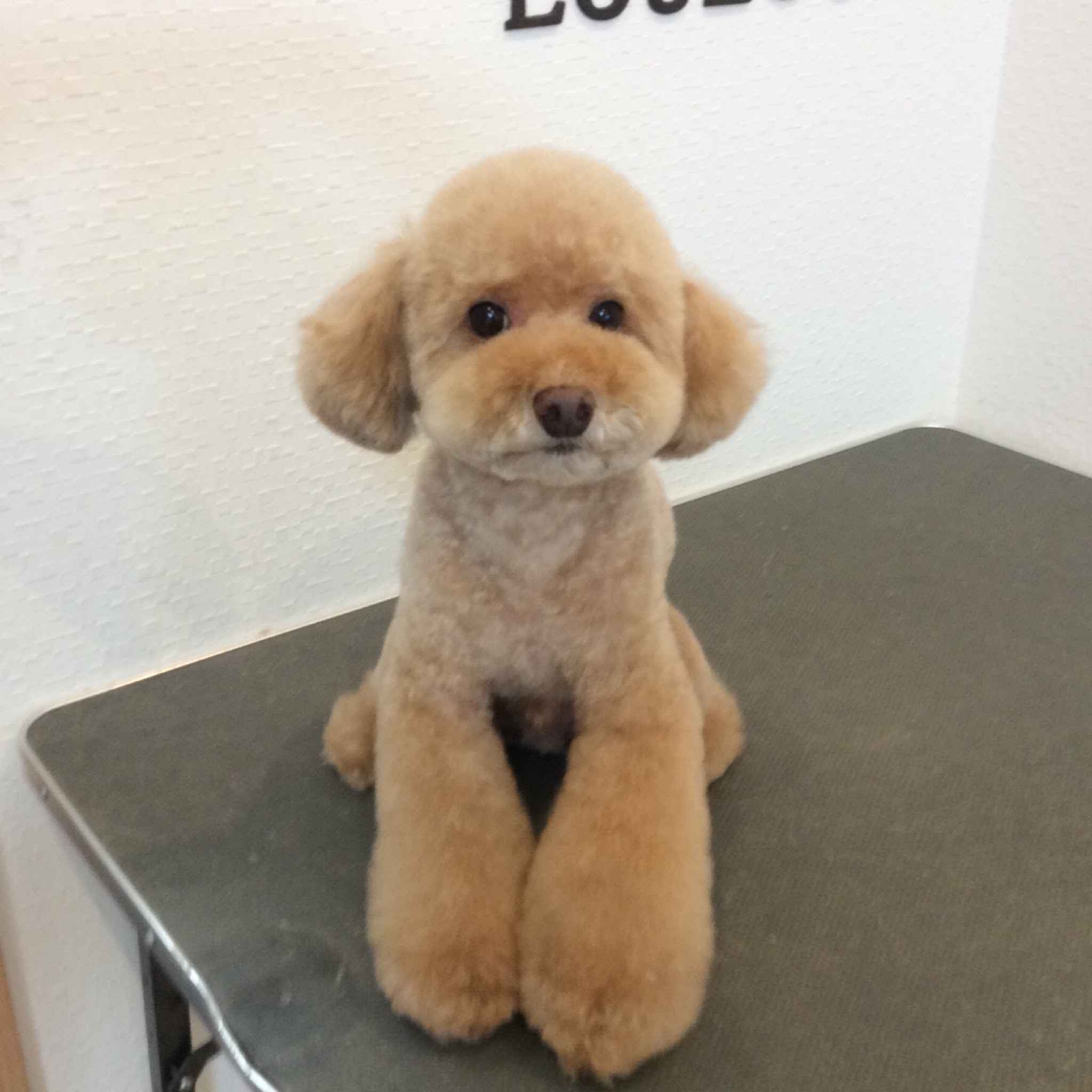 トイプードル 宙ちゃん テディベアカット 相模原市緑区東橋本 トリミングサロン Loulou