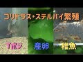 [新しいコレクション] コリドラス 繁殖 種類 249508-コリドラス 種類違い 繁殖