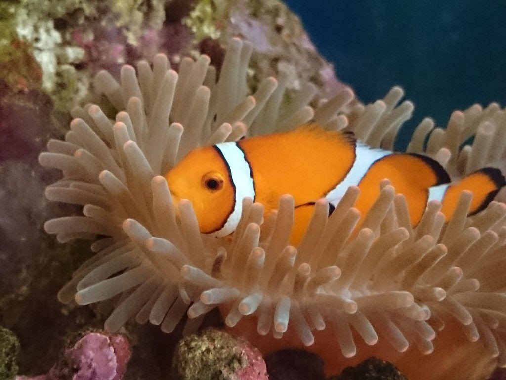 カクレクマノミが本格的にイソギンチャクに共生しました 30cm水槽の海水魚飼育
