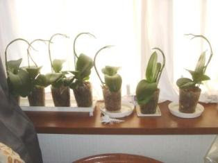 洋ラン学園 21世紀の洋ランの始め方 育て方 咲かせ方 楽しみ方 続け方 洋ランの室内栽培 洋ラン楽園 ミニコチョウランのペットボトル植えなど 左 ミディコチョウラン アマビリス を西向きの出窓で カーテン越しで育てる右 寒い