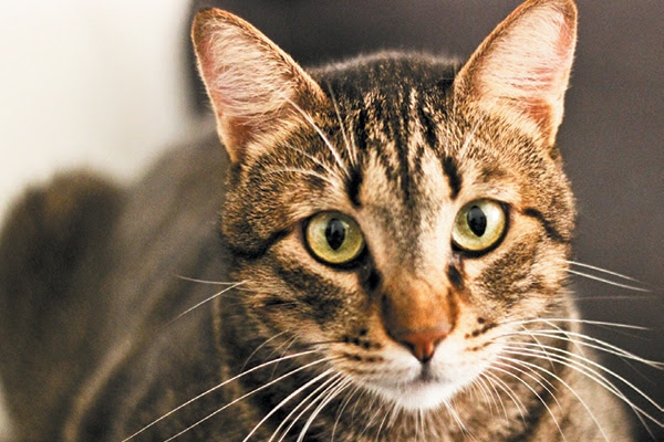 What It Means to Be a Tabby Cat - Catster