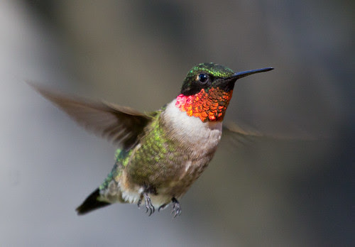 Ruby-throated Hummingbird