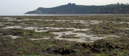 Algues vertes à Plouha